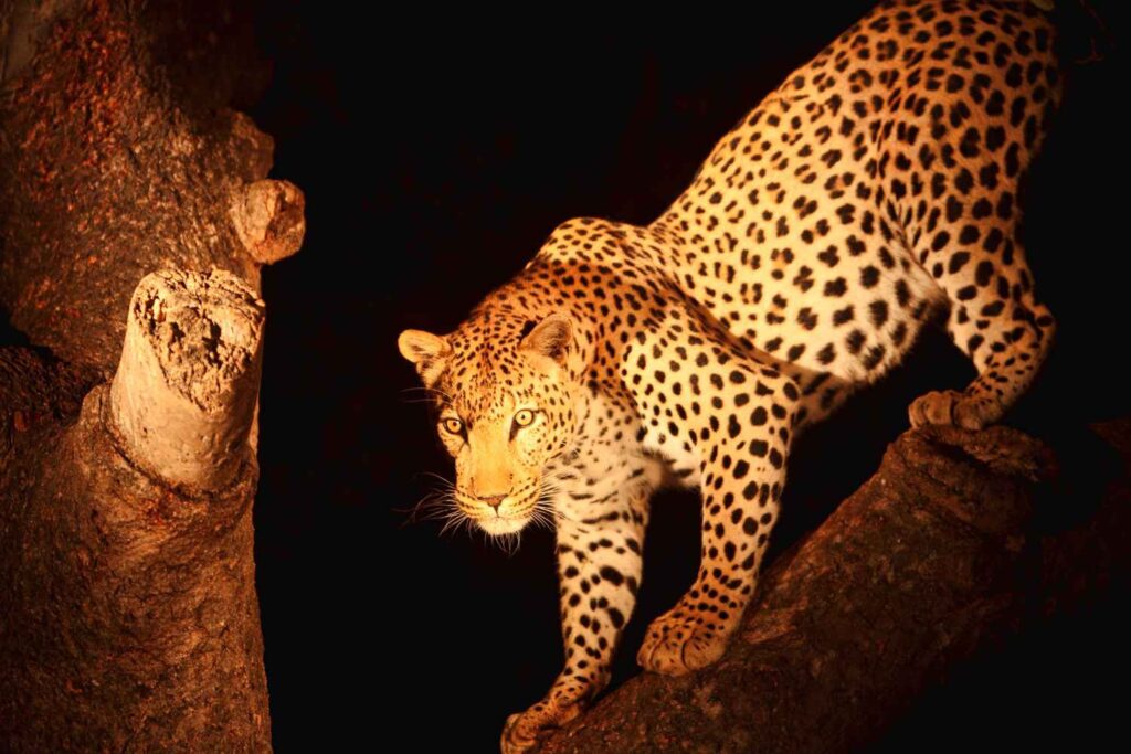 4-Day Comfort Wilderness Safari with Night Game Drive in Tarangire