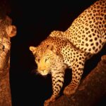 4-Day Comfort Wilderness Safari with Night Game Drive in Tarangire