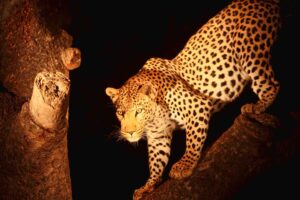 4-Day Comfort Wilderness Safari with Night Game Drive in Tarangire