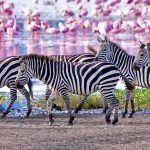 Manyara National Park