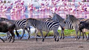 Manyara National Park