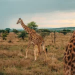 11 Days Safari Bush & Beach