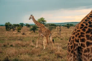 11 Days Safari Bush & Beach