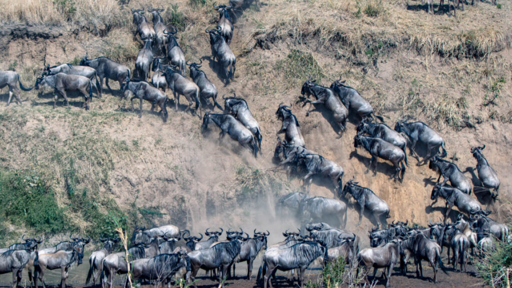 4-Day Premium-Comfort Tanzania Safari