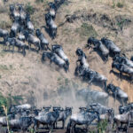 4-Day Premium-Comfort Tanzania Safari