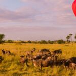 4-Day Comfort Wilderness Safari
