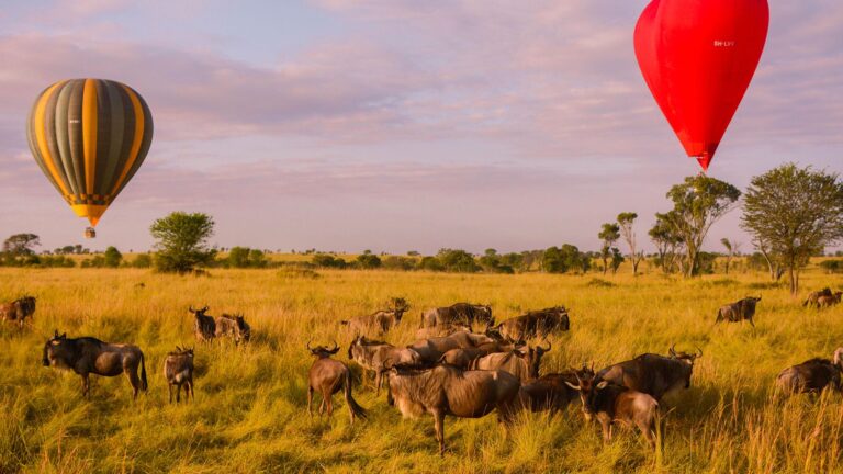 4-Day Comfort Wilderness Safari
