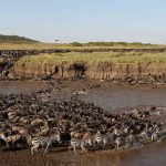 8-Day Ultimate Mara River Crossing Safari