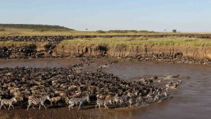 8-Day Ultimate Mara River Crossing Safari