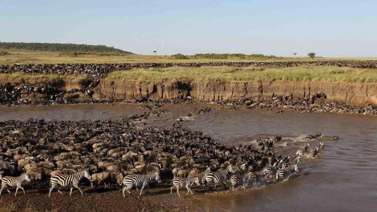 8-Day Ultimate Mara River Crossing Safari