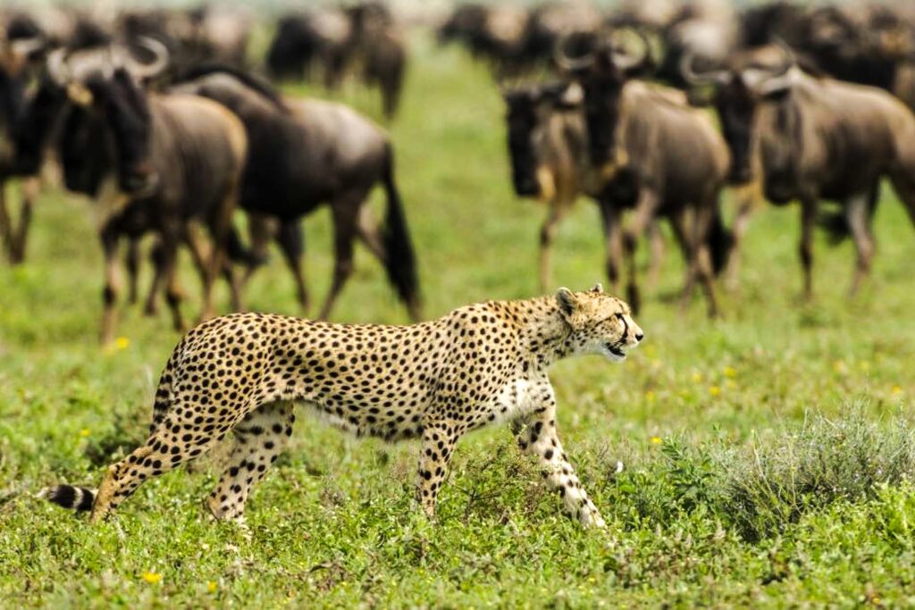8-Day Mid-Range Ndutu Migration Footsteps