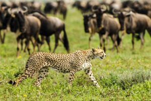 8-Day Mid-Range Ndutu Migration Footsteps