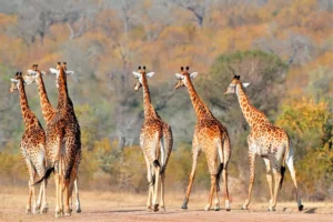 4-Day Tanzania Premium Wildlife Safari