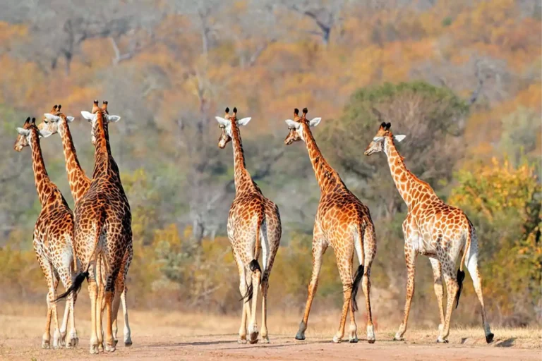 4-Day Tanzania Premium Wildlife Safari