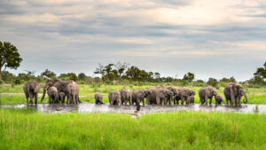 7-DAY ENDLESS PLAINS PREMIUM WILDLIFE SAFARI